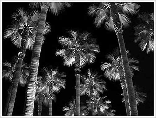PalmTrees