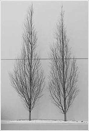 TwoTrees38-B-19